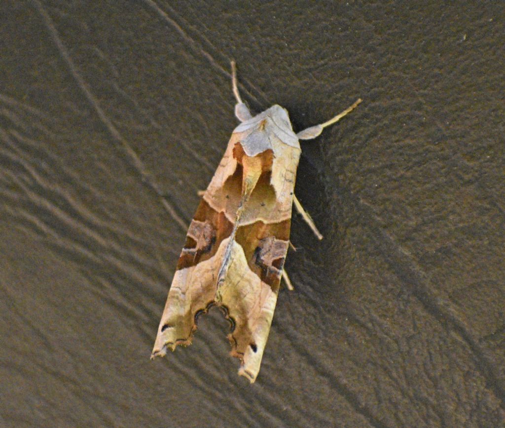 Phlogophora meticulosa - Noctuidae